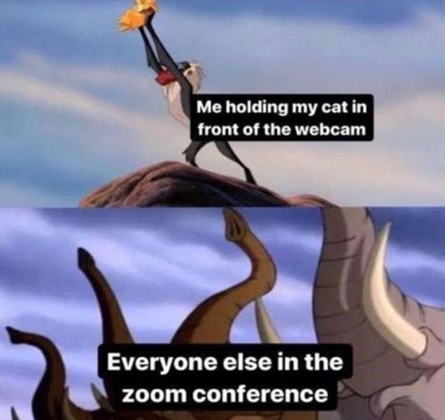 funny memes - me holding my cat in front - Me holding my cat in front of the webcam Everyone else in the zoom conference