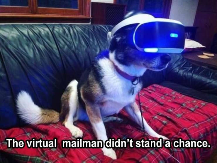 funny memes - dog - The virtual mailman didn't stand a chance.