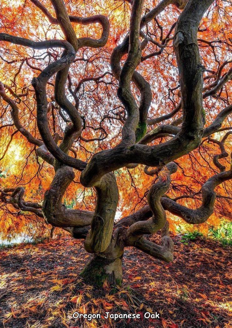nature - Oregon Japanese Oak