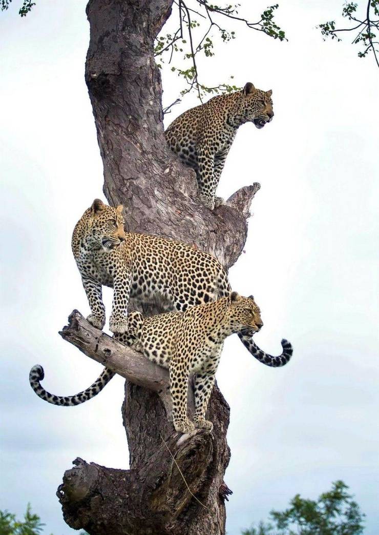 leopard cubs totem