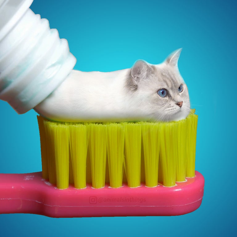 toothpaste cat -