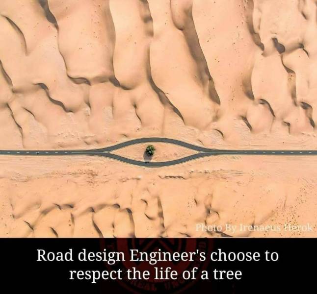 road design engineer choose to respect the life of tree - Photo By Irenaeus marok Road design Engineer's choose to respect the life of a tree