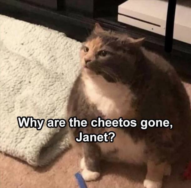 hangry cat meme - Why are the cheetos gone, Janet?