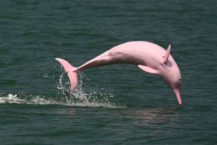 rare pink amazon river dolphin