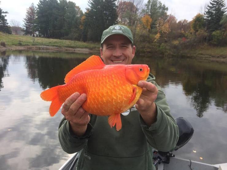 goldfish released into the wild