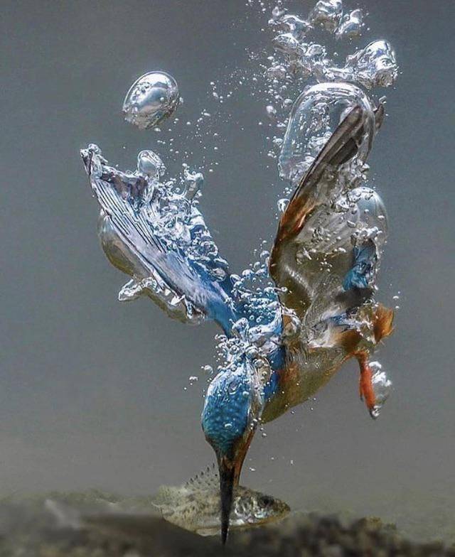 kingfisher making his dive