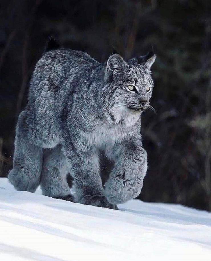 canada snow lynx