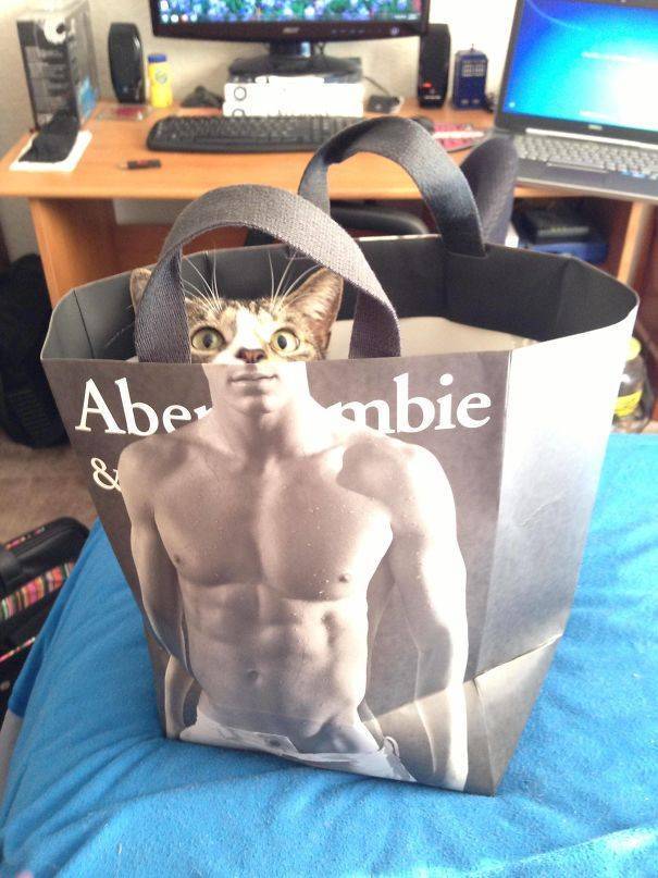 6 pack cat - Abe mbie