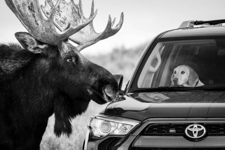 wildlife photographer of the year 2020 moose