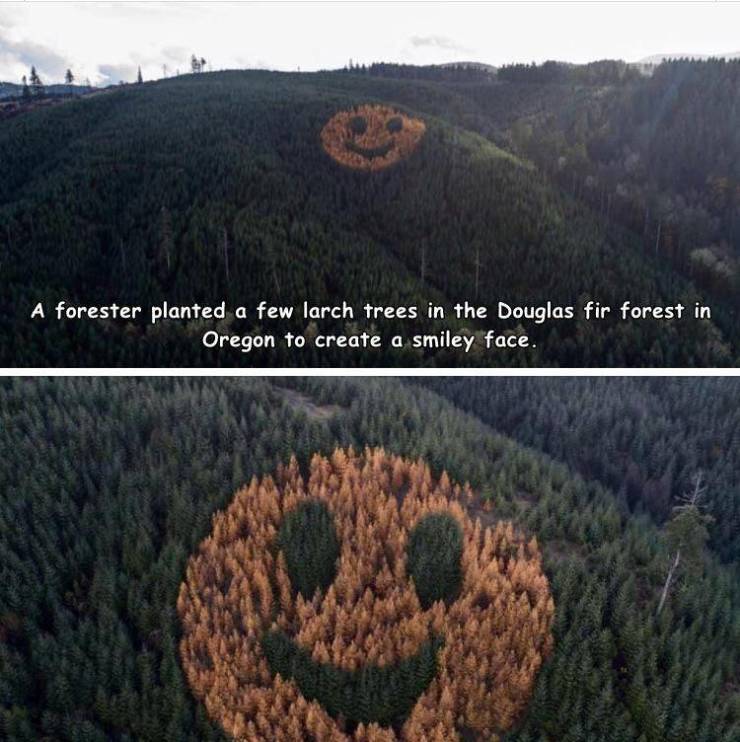 giant smiley face of trees - A forester planted a few larch trees in the Douglas fir forest in Oregon to create a smiley face.
