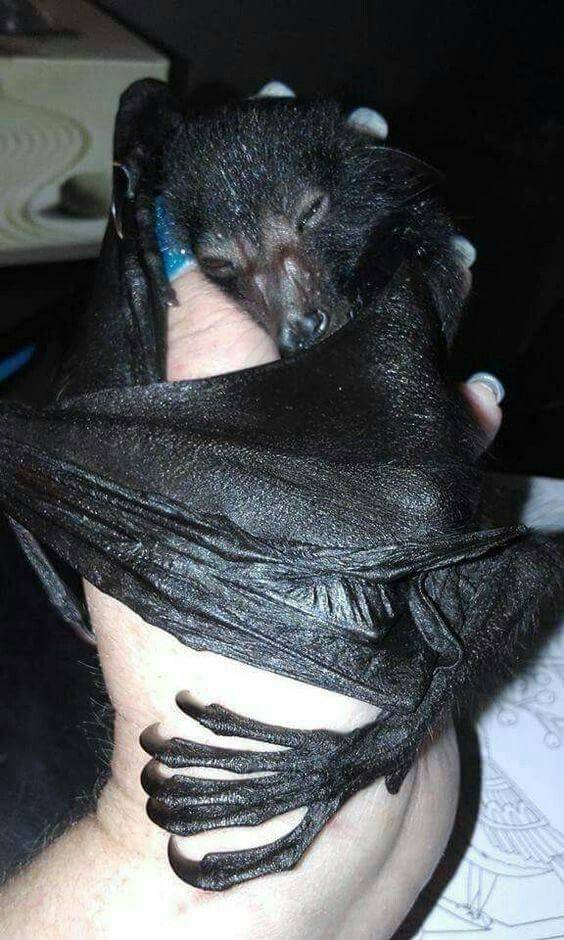 cute bat hug
