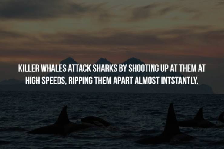 whales dolphins and porpoises - Killer Whales Attack Sharks By Shooting Up At Them At High Speeds, Ripping Them Apart Almost Intstantly.