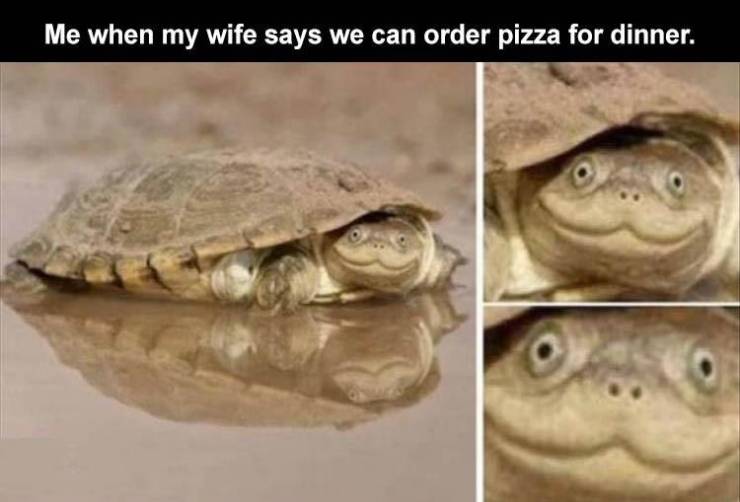 pizza turtle meme - Me when my wife says we can order pizza for dinner.