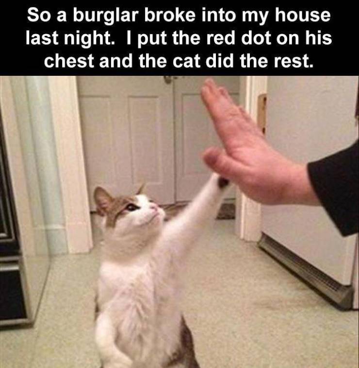 animal memes - So a burglar broke into my house last night. I put the red dot on his chest and the cat did the rest.