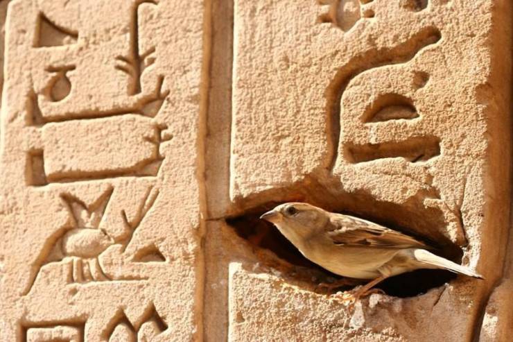 bird nesting egyptian temple