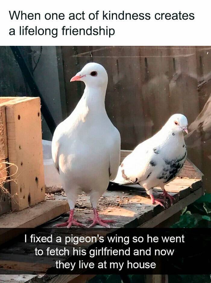 pigeon funny - When one act of kindness creates a lifelong friendship I fixed a pigeon's wing so he went to fetch his girlfriend and now they live at my house