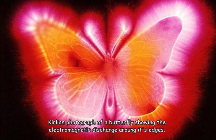 kirlian butterfly - Kirlian photograph of a butterfly showing the electromagnetic discharge aroung it's edges.
