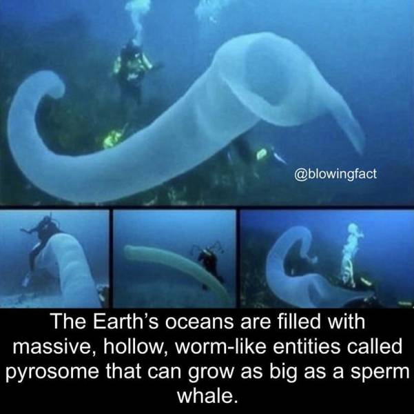 scary true facts about the ocean - G 2 The Earth's oceans are filled with massive, hollow, worm entities called pyrosome that can grow as big as a sperm whale.