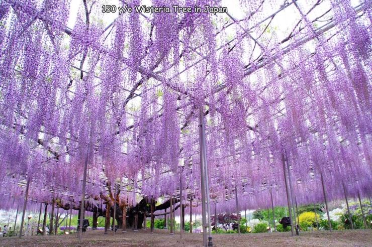largest wisteria tree in the world - 150 ylo Wisteria Tree in Japan