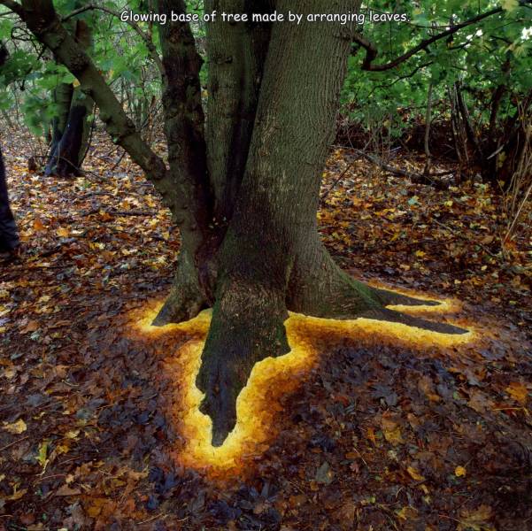 nature andy goldsworthy art - Glowing base of tree made by arranging leaves.
