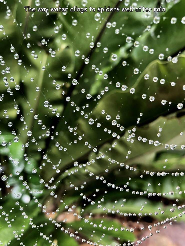 dew - The way water clings to spiders web after rain .. 2 69