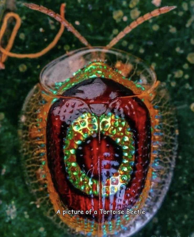 A picture of a Tortoise Beetle