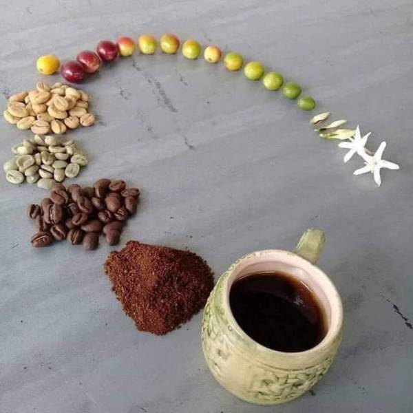 coffee life cycle