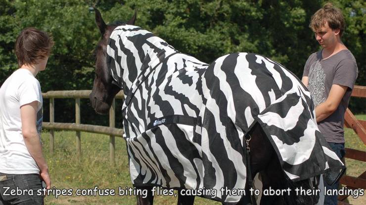 horse supplies - Zebra stripes confuse biting flies, causing them to abort their landings