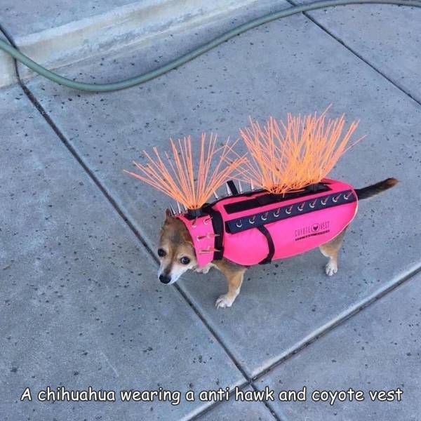 coyote vest dog - A chihuahua wearing a anti hawk and coyote vest