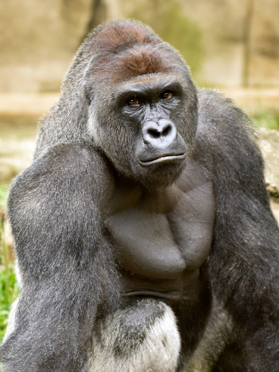 harambe gorilla