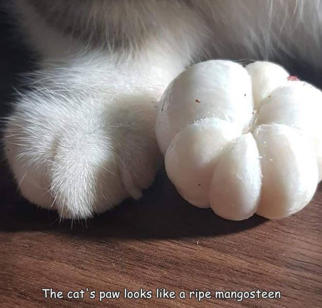 fur - The cat's paw looks a ripe mangosteen