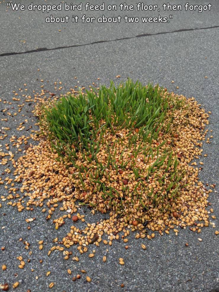 grass - "We dropped bird feed on the floor, then forgot about it for about two weeks."