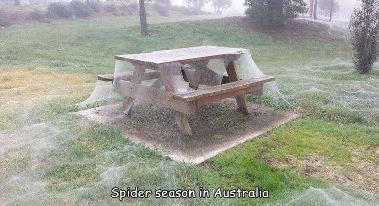 australia spider season - Spider season in Australia
