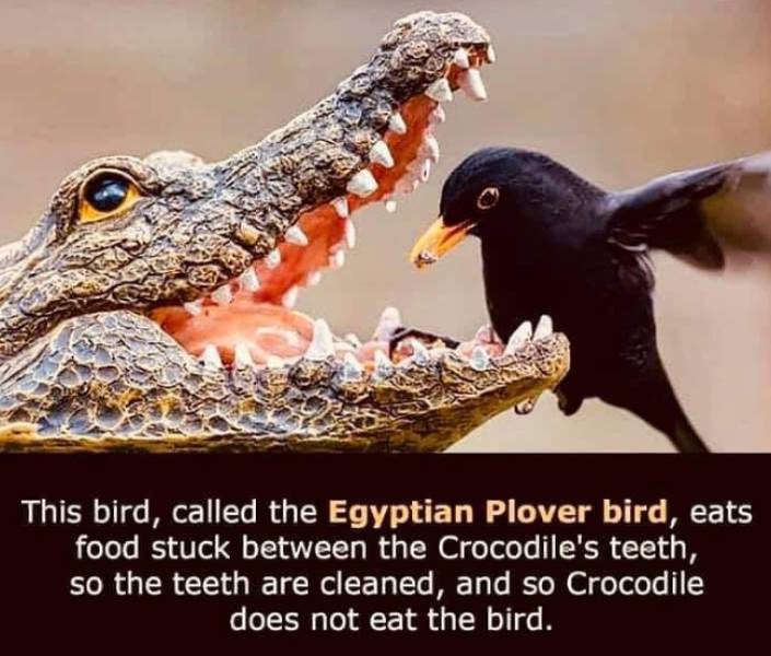 random pics and cool photos - crocodile bird - This bird, called the Egyptian Plover bird, eats food stuck between the Crocodile's teeth, so the teeth are cleaned, and so Crocodile does not eat the bird.