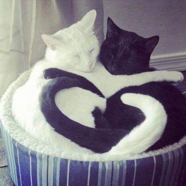 Eternal cat love :)