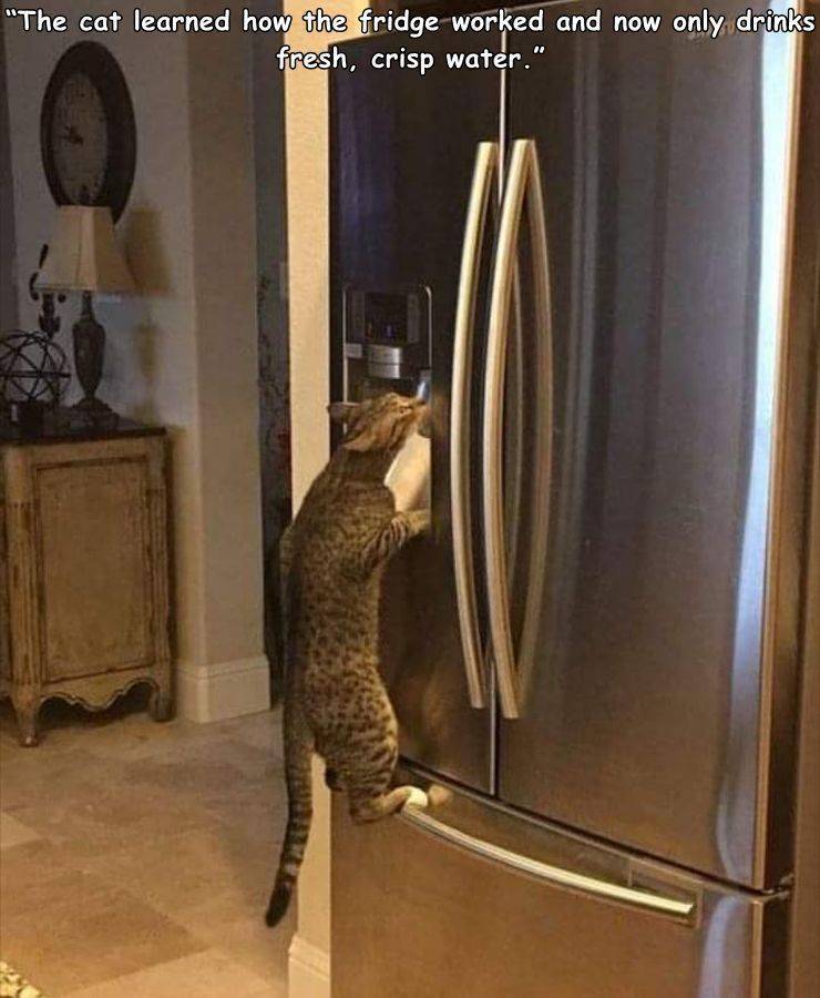 funny pics and memes - my cat figured out how the fridge works - "The cat learned how the fridge worked and now fresh, crisp water." only drinks