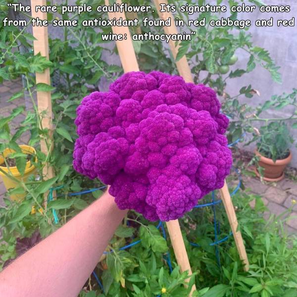 flower - "The rare purple cauliflower. Its signature color comes from the same antioxidant found in red cabbage and red wine anthocyanin"
