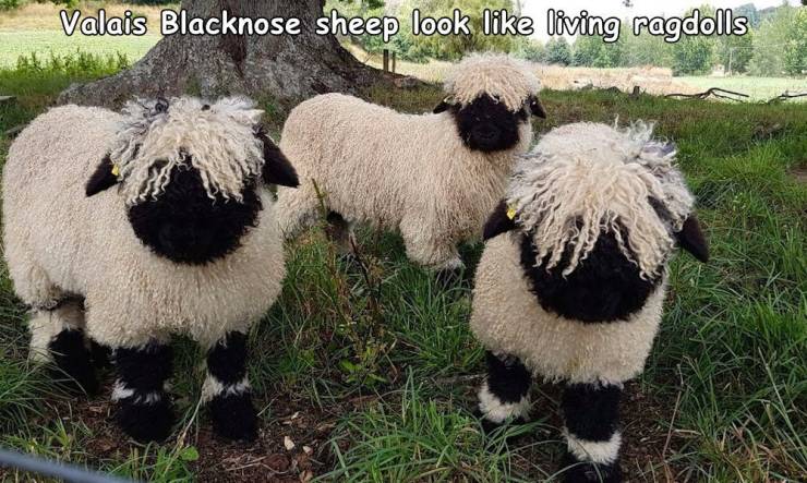valais blacknose sheep oregon - Valais Blacknose sheep look living ragdolls