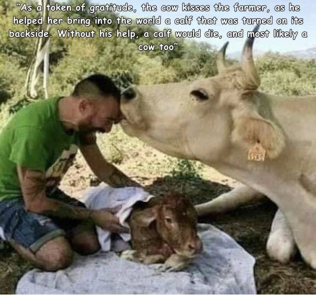 photo caption - "As a token of gratitude, the cow kisses the farmer, as he helped her bring into the world a calf that was turned on its backside. Without his help, a calf would die, and most ly a cow too"