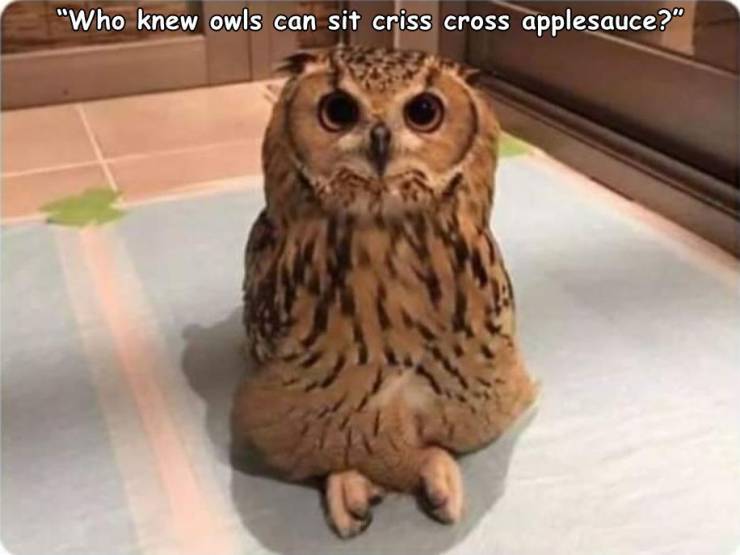 owls criss cross applesauce - "Who knew owls can sit criss cross applesauce?"