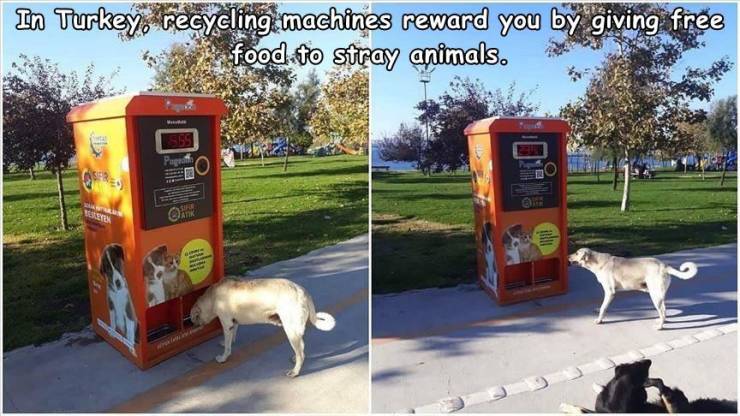 automatic food machine - In Turkey, recycling machines reward you by giving free food to stray animals. Pagra 0 Work Ork