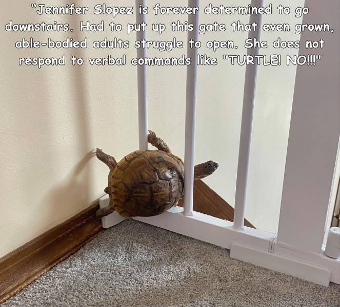 wood - "Jennifer Slopez is forever determined to go downstairs. Had to put up this gate that even grown, ablebodied adults struggle to open. She does not respond to verbal commands "Turtle! No!!!"