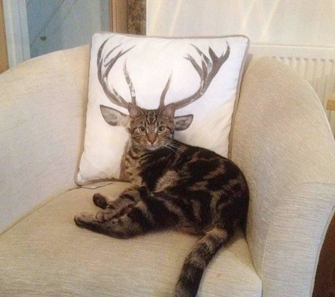 deer cat