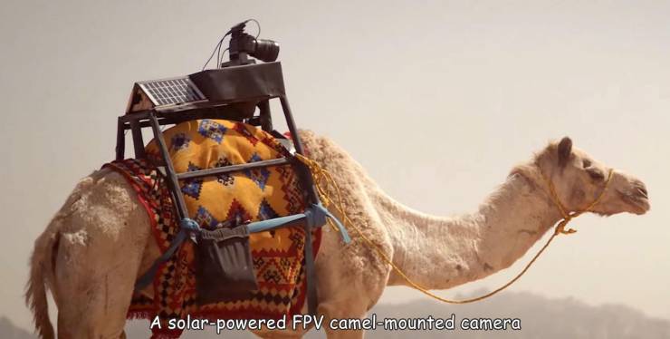 arabian camel - A solarpowered Fpv camelmounted camera