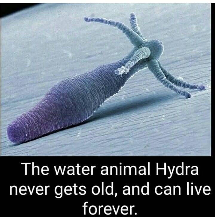 hydra sea creature - The water animal Hydra never gets old, and can live forever.