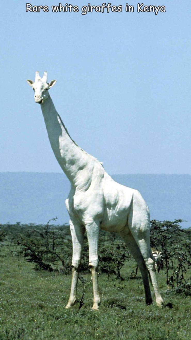 albino giraffe - Rare white giraffes in Kenya