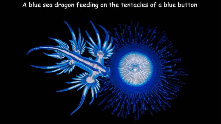 Blue glaucus - A blue sea dragon feeding on the tentacles of a blue button