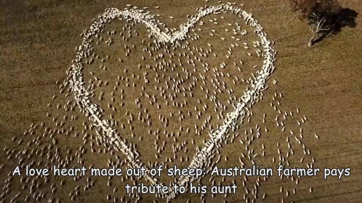Australia - A love heart 'made outrof sheep Australian farmer pays tribute to his aunt