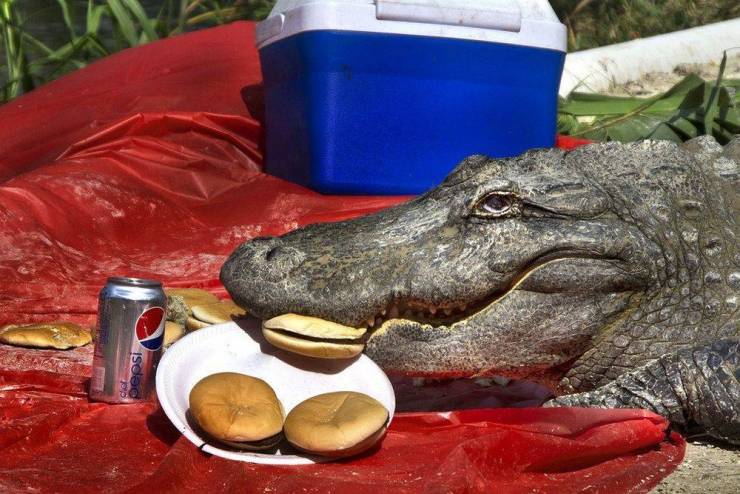 alligator eating burger