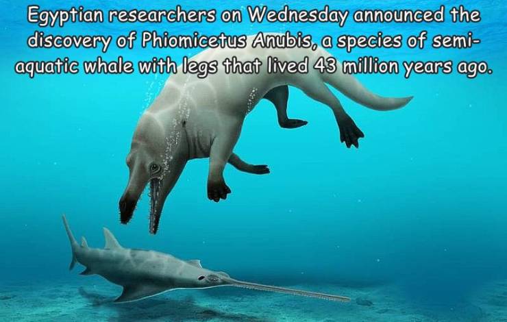 Egypt - Egyptian researchers on Wednesday announced the discovery of Phiomicetus Anubis, a species of semi aquatic whale with legs that lived 43 million years ago.